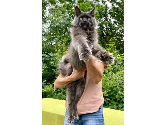 Γατάκια Maine Coon